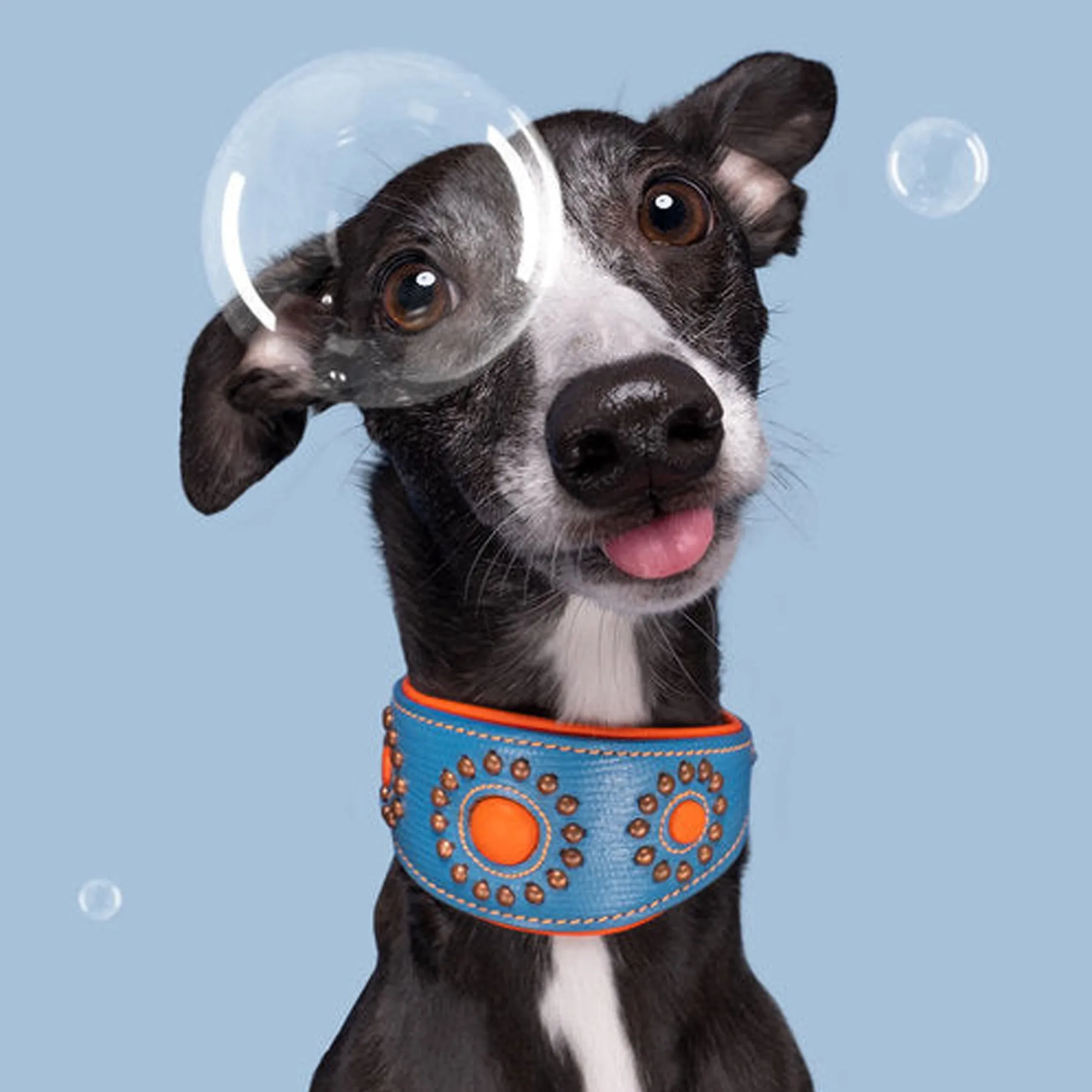 Jones Greyhound Collar - Dog with a Mission